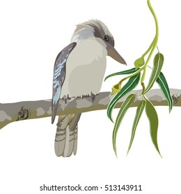 Kookaburra sitting on gum tree with gum leaves