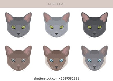 Korat Cat clipart. All coat colors set.  All cat breeds characteristics infographic. Vector illustration