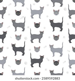 Korat Cat clipart. All coat colors set.  All cat breeds characteristics infographic. Vector illustration