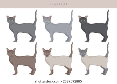 Korat Cat clipart. All coat colors set.  All cat breeds characteristics infographic. Vector illustration