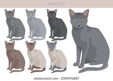 Korat Cat clipart. All coat colors set.  All cat breeds characteristics infographic. Vector illustration