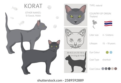 Korat Cat clipart. All coat colors set.  All cat breeds characteristics infographic. Vector illustration