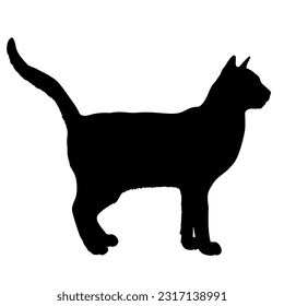 Korat cat silhouette cat breeds vector