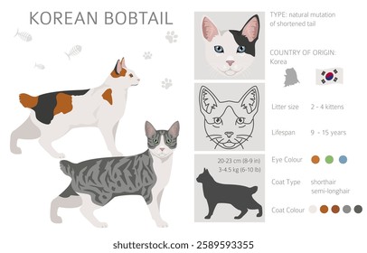 Korean Bobtail Cat clipart. All coat colors set.  All cat breeds characteristics infographic. Vector illustration