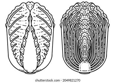 Korean Cabbage, Front side and cross section. Vector line art illustrations set.