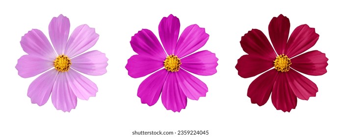 Korean Cosmos Flowers in 3 Colors