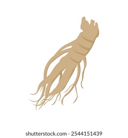 Korean Element Illustration - Ginseng 01