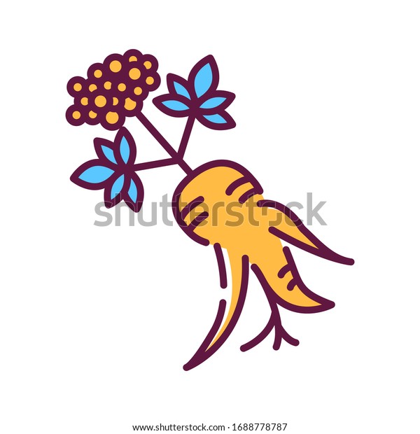 Korean Ginseng Flower Root Line Color Stock Vector Royalty Free 1688778787