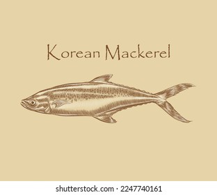 Korean mackerel Fish illustration with details and highlights