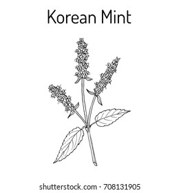 Korean mint (Agastache rugosa), or blue licorice, purple giant hyssop, medicinal plant. Hand drawn botanical vector illustration