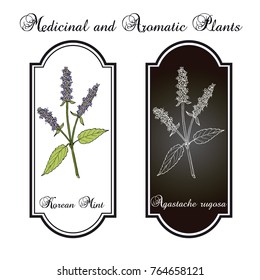 Korean mint (Agastache rugosa), or blue licorice, purple giant hyssop, medicinal plant. Hand drawn botanical vector illustration