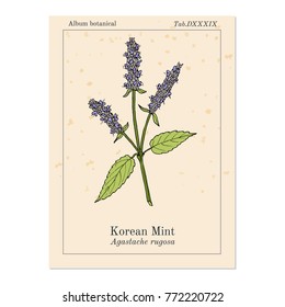 Korean mint (Agastache rugosa), or blue licorice, purple giant hyssop, medicinal plant. Hand drawn botanical vector illustration