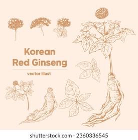 korean red ginseng hand drawn vector vintage style medicine set 