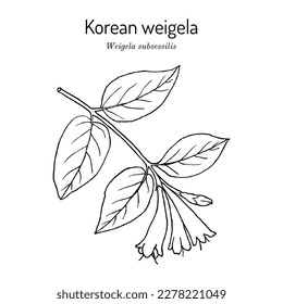 Korean weigela (Weigela subsessilis), ornamental plant. Hand drawn botanical vector illustration