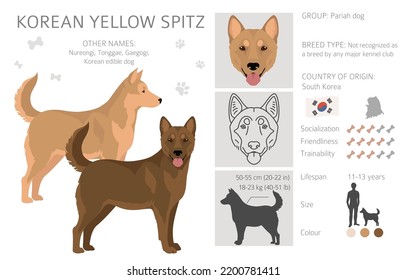 Korean yellow spitz clipart. Different coat colors set.  Vector illustration