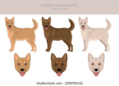 Korean yellow spitz clipart. Different coat colors set.  Vector illustration