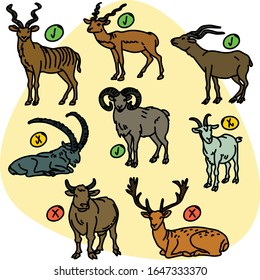 Kosher and non kosher animals for Shofar. Animals with horns. Bull, deer, goat, mouflon sheep, Kudu, ibex, Aoudad sheep, Barbary sheep, Blackbuck, antelope, Addax.