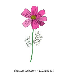 Kosmos flower, Kosmeya hand drawn doodle ink sketch, colorful illustration, wild flower astra, floral design for greeting card, wedding invitation, element pattern, cosmetic packaging, beauty salon