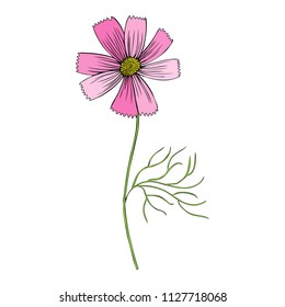 Kosmos flower, Kosmeya hand drawn doodle ink sketch, colorful illustration, wild flower astra, floral design for greeting card, wedding invitation, element pattern, cosmetic packaging, beauty salon