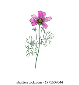 Kosmos flower, kosmeya hand drawn colorful illustration cosmos twig, wild flower astra, floral botanical design for greeting card, wedding invitation, cosmetics packaging, florist shop