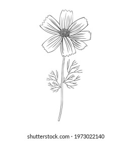 Kosmos flower, Kosmeya hand drawn doodle ink sketch, colorful illustration, wild flower astra, Cosmos plant, floral design for greeting card, wedding invitation, element pattern, cosmetic packaging