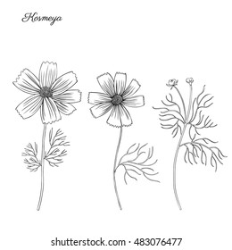 Kosmos flower, kosmeya hand drawn doodle ink sketch, botanical illustration, wild flower astra, floral design for greeting card, wedding invitation, element pattern, cosmetic packaging, wedding invite
