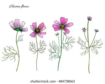Kosmos flower, kosmeya hand drawn doodle ink sketch, colorful illustration, wild flower astra, floral design for greeting card, wedding invitation, element pattern, cosmetic packaging, florist shop