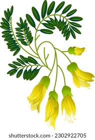 Kowhai - The National Flower of New Zealand. New Zealand Flower, Illustration of Kowhai Flowers. Vector.