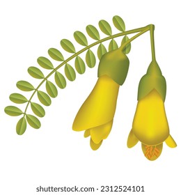 Kowhai, New Zealand Native Plant Illustration