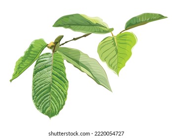 Ilustración vectorial de hojas verdes de Kratom