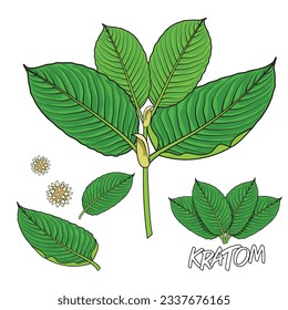 kratom leaf (Mitragyna speciosa) vectoron white background