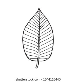 Kratom (Mitragyna Speciosa) Leaf . Hand Drawn Vector Illustration.