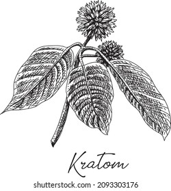 Kratom - planta. Ilustración vectorial dibujada a mano.