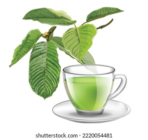 Kratom tea drink with leaves vector illustration