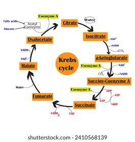 Krebs cycle or citric acid cycle diagram. Vector illustration.