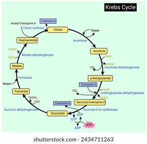 Krebs cycle (citric acid cycle or tricarboxylic acid cycle)