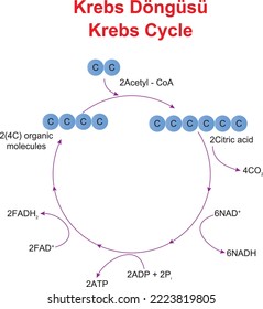 Krebs Cycle, Education illustrator drawing