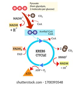 Krebs cycle (one of the respiration processes in the human body)