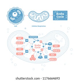 Krebs cycle vector illustration. Cellular respiration labeled outline scheme. Educational diagram with cell, cellular respiration and ATP. Human power molecular metabolism.