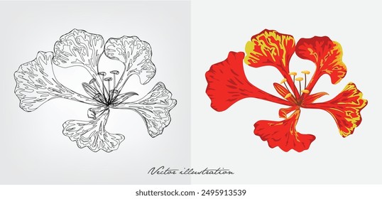 Krisnochura flower, Royal Poinciana Flower