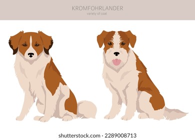 Kromfohrlander clipart. Different poses, coat colors set.  Vector illustration