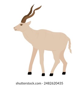 kudu antelope. African animal. Horned mammal. Vector stock illustration. Isolated on white background. 