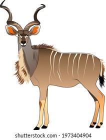 kudu antelope animal vector wild