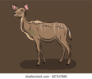 kudu female back antelope safari animal