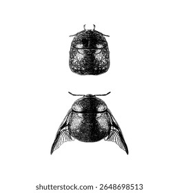 Kudzu Bug hand tekening vector geïsoleerd op witte achtergrond.