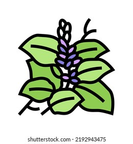 vector de icono de color de planta kudzu. el cartel de la planta de kudzu. ilustración de símbolo aislado