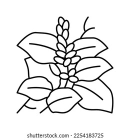 Kudzu-Pflanzensymbol-Vektorgrafik. Kudzu Pflanzenzeichen. isoliertes Kontursymbol