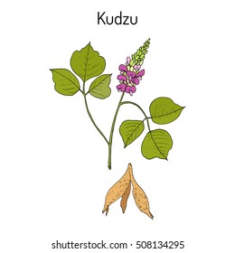 Kudzu (pueraria montana), medicinal plant. Hand drawn botanical vector illustration