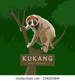 KUKANG O MALU-MALU O NYCTICEBUS RARAS AVES ENDÉMICAS DE INDONESIA, ANIMALES  