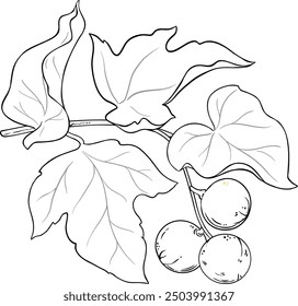 Kukui Branch with Fruits Outline Illustration.